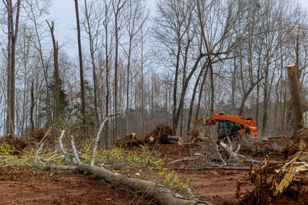 Reliable Corcoran, CA Tree Services Solutions